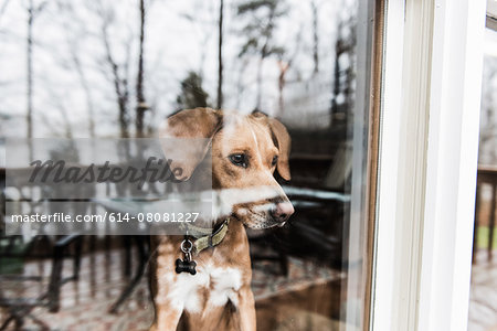Dog looking out of window Dog looking out of window