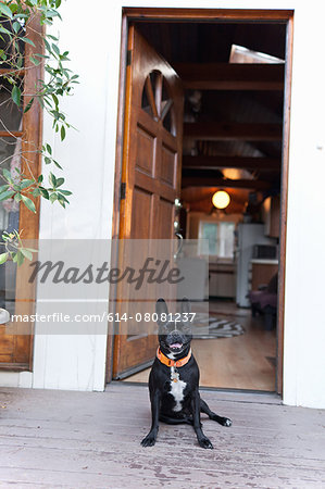 Portrait of dog sitting in front of open front door