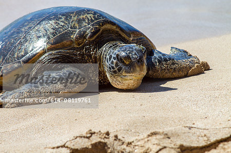 Turtle on beach, close-up, Hawaii