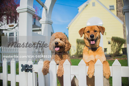 Portrait of two dogs looking out from garden fence