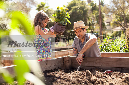 Girl and father planting flower plant in community garden