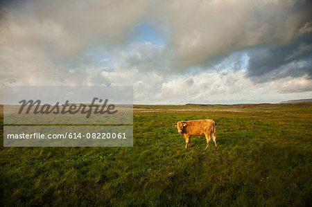 Cow in field, Giants Causeway, Bushmills, County Antrim, Northern Ireland, elevated view