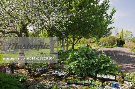 Young Plants And Seedlings Beneath A White Flowering Apple Tree