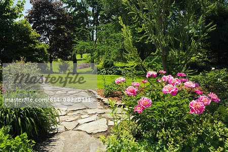 Flagstone path and pink peony flowers (paeonia) garden border in spring season