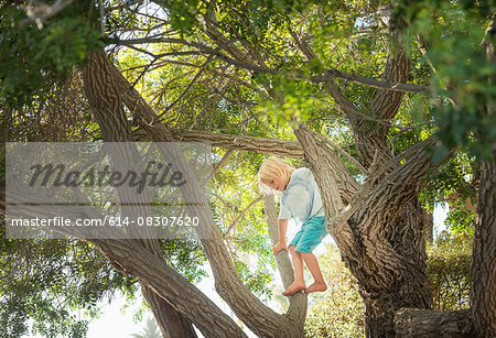 Young boy climbing tree