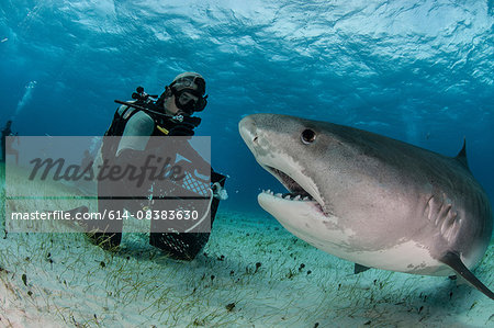 Underwater view of scuba diver on seabed feeding tiger shark, Tiger Beach, Bahamas