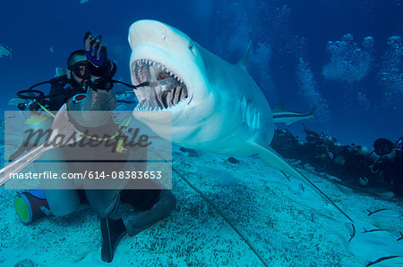 Dive master hand feeding female bull shark, Playa del Carmen, Quintana Roo, Mexico