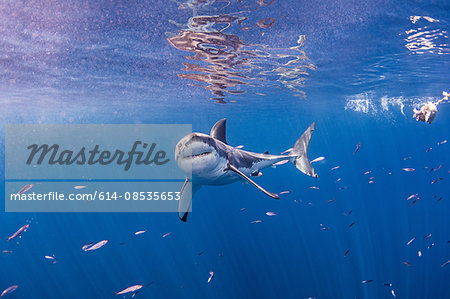 Underwater front view of great white shark looking at camera