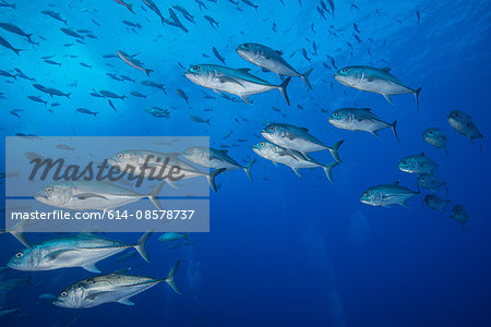 Underwater view of school of one eyed jacks (Caranx sexfasciatus), San Benedicto, Colima, Mexico