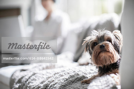 Pet dog on sofa, owner in background