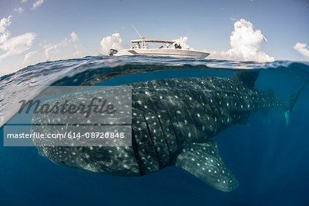 Large whale shark (Rhincodon typus) passing below boat at sea surface, Isla Mujeres, Mexico