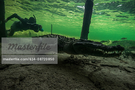 Underwater photographer chasing american croc (Crocodylus acutus) on seabed at Chinchorro Banks, Mexico