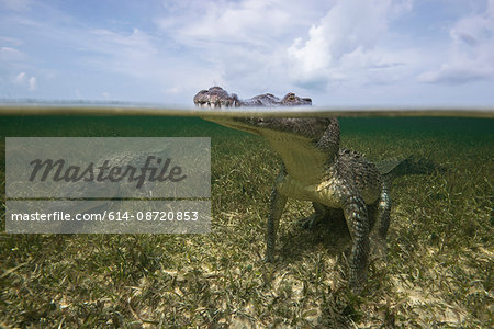American croc (Crocodylus acutus) at sea surface, Chinchorro Banks, Mexico