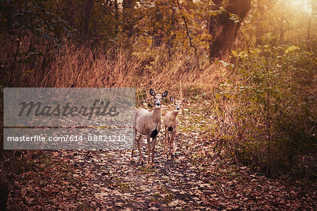 Portrait of mother deer and fawn in autumn forest, Cherry Valley, Illinois, USA