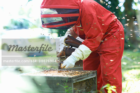 Beekeeper at hive, surrounded by bees