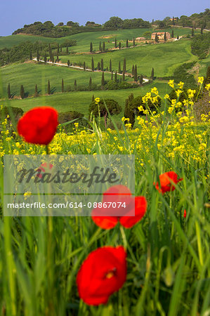 Orcia valley in spring