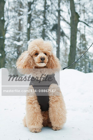 Apricot poodle sitting on snowy path