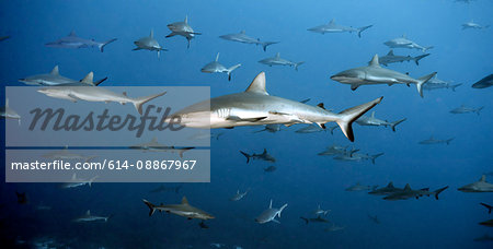 White tip reef shark swimming in ocean