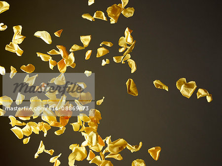 Colorful flower petals flying in air