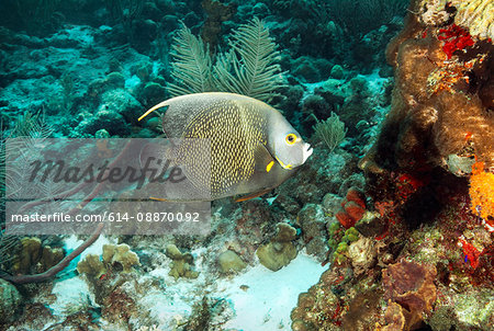 Angelfish swimming at underwater reef