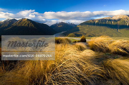 Tall grass tufts in rural landscape