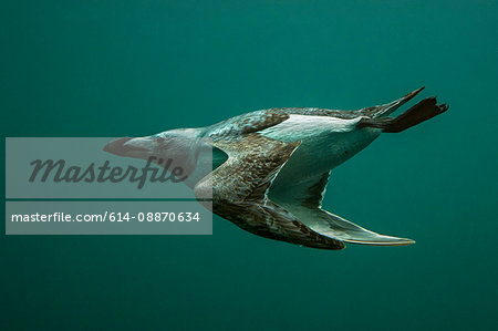 Guillemot bird swimming underwater