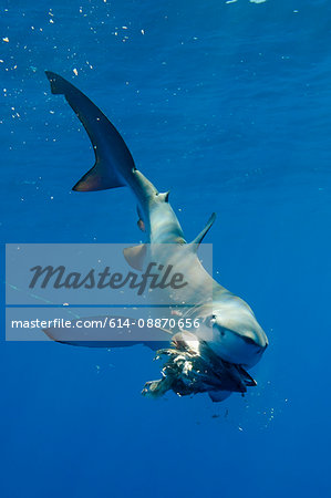 Blue shark eating underwater