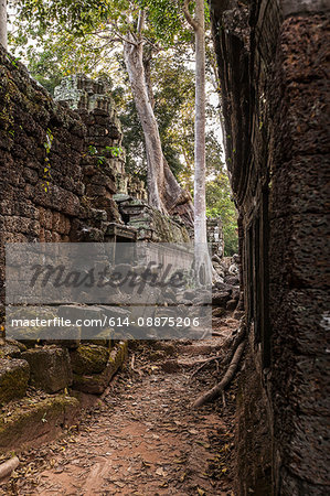 Trees growing through the Ta Prohm Temple ruins at  Angkor Wat, Siem Reap, Cambodia