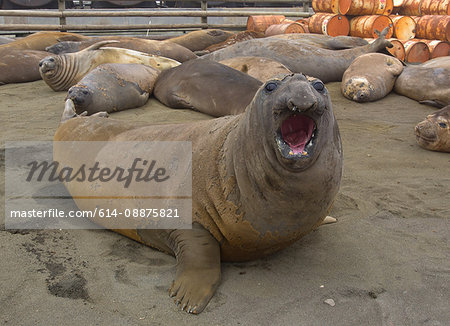 Elephant Seals, north east side of Macquarie Island, Southern Ocean