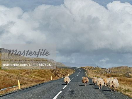 Sheep on a rural road, Iceland