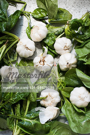 Overhead view of garlic bulbs on spinach leaves