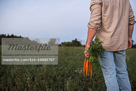 Farmer standing in field, holding bunch of freshly picked carrots, mid section, rear view