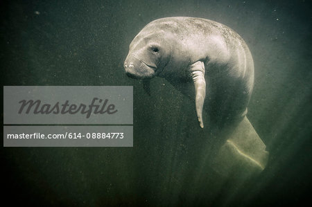 Manatee in the Chassahowitzka river, Florida, USA