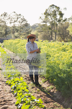 Young woman selecting flowering dill (anethum graveolens) from flower farm field