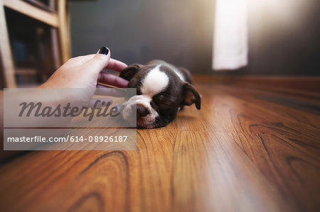 Woman's hand reaching out to pet sleeping Boston Terrier puppy