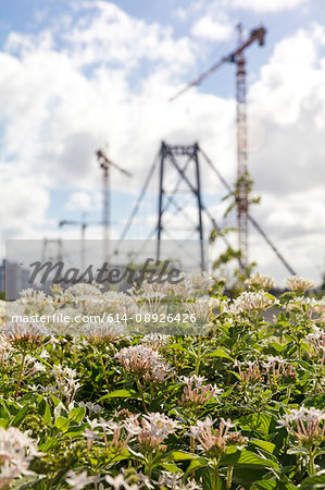 Flowers by ponte hercilio luz bridge, Florianopolis, Santa Catarina, Brazil