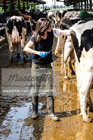 Female organic farmer taking temperature from cow's backside at dairy farm