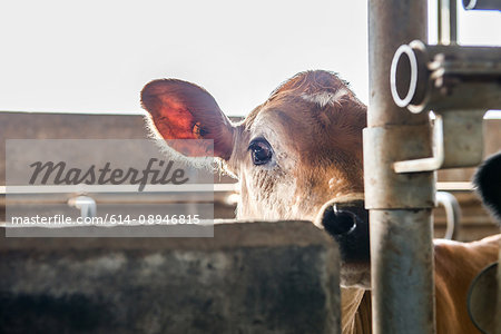 Cute calf in stall at organic dairy farm