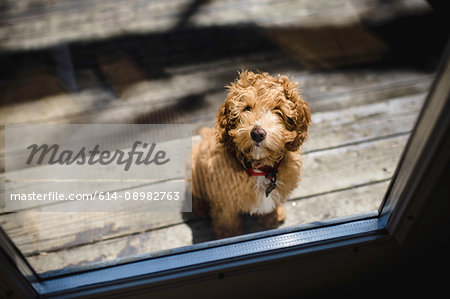 Portrait of red haired puppy outside patio door