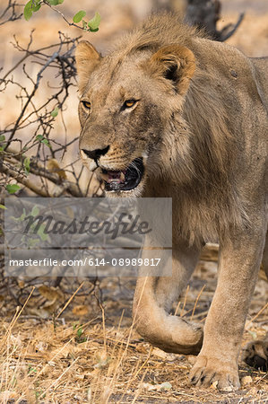 Male Lion (Panthera leo), Savuti, Chobe National Park, Botswana, Africa