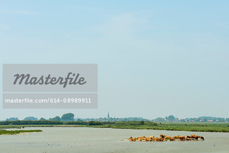 Herd of cows rest on a small sandbank in a nature reserve, Kruisdijk, Zeeland, Netherlands, Europe