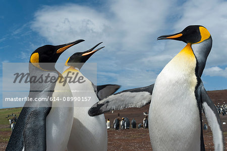 King penguins (Aptenodytes patagonica), fighting, Port Stanley, Falkland Islands, South America