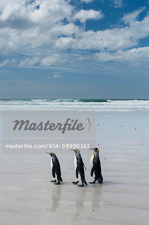 King penguins (Aptenodytes patagonica), walking towards sea, Port Stanley, Falkland Islands, South America