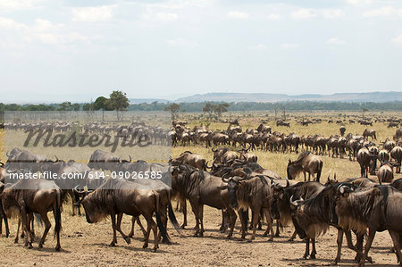 Wildebeest (Connochaetes taurinus), Masai Mara, Kenya