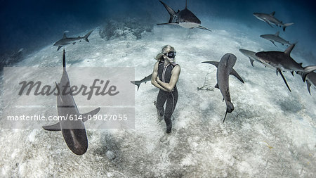 Underwater view of female free diver standing on seabed surrounded by reef sharks, Bahamas