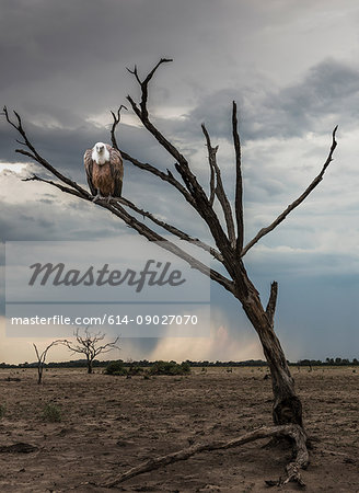 Vulture perched in dead tree, Yaro, Okavango, Namibia, Africa