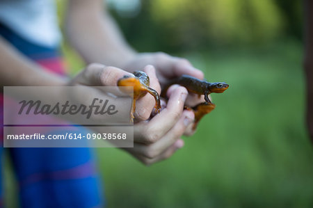 Person holding newts, close-up