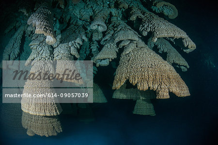 Rock formations in underwater caves