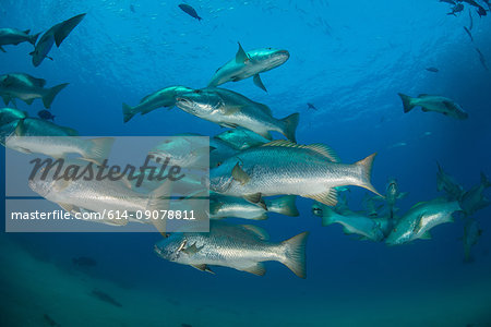 Snapper in ocean, Punta Baja, Baja California, Mexico