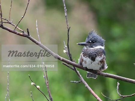 Belted Kingfisher (Megaceryle alcyon), resting on branch, Bird Creek, Anchorage, Alaska, United States, North America